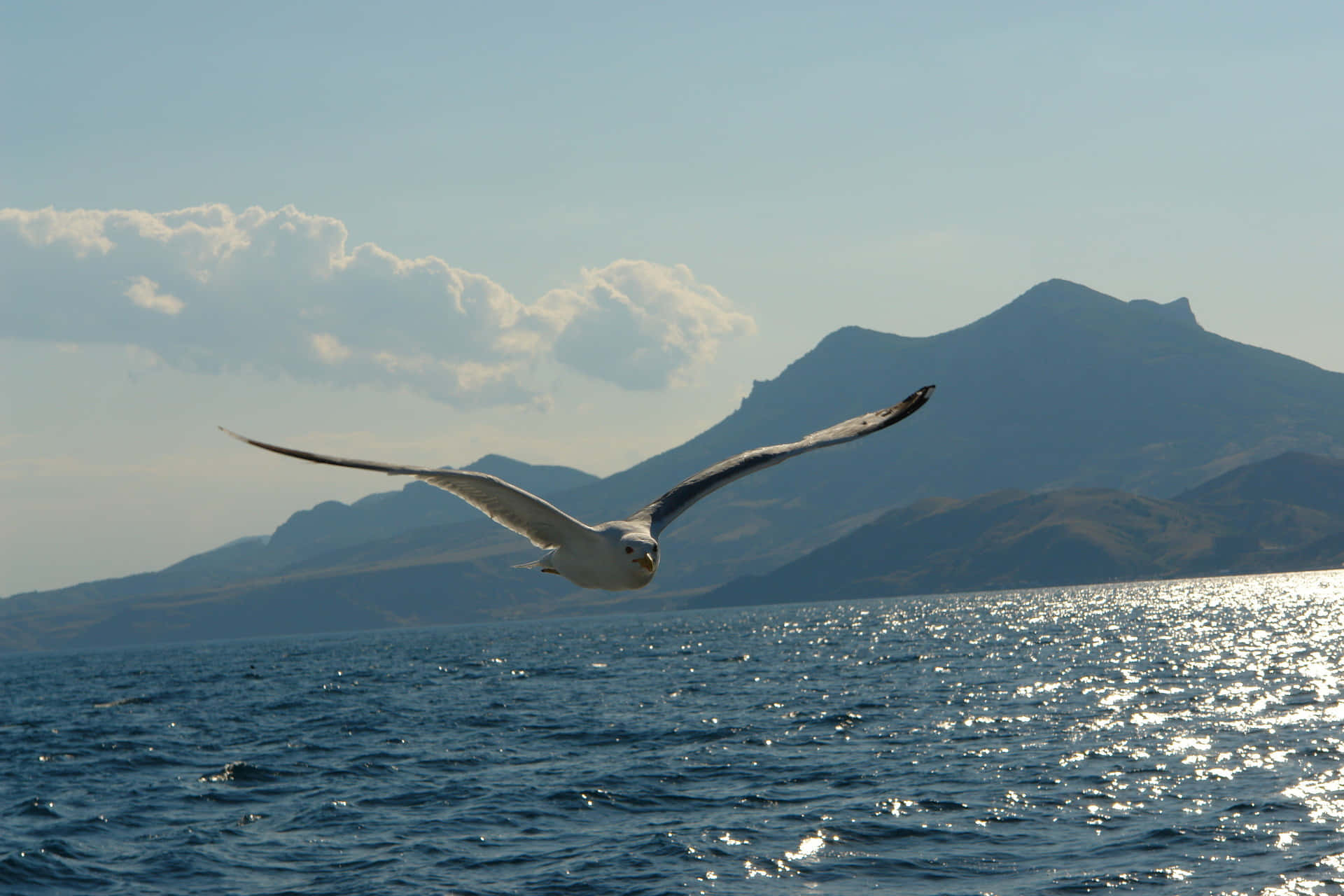 Soaring Seagull Mountainous Backdrop Wallpaper