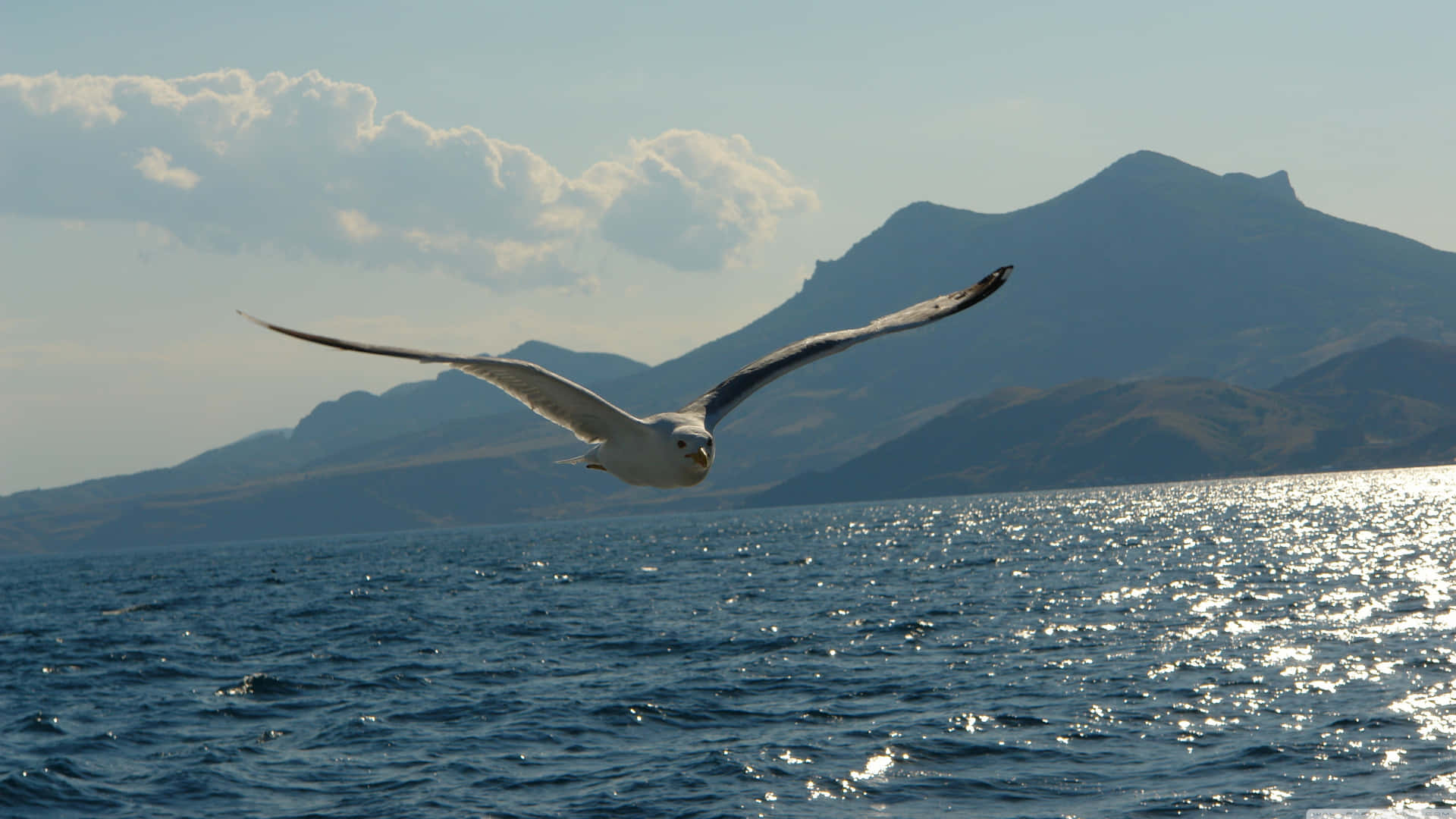 Soaring Seagull Over Seaand Mountains.jpg Wallpaper