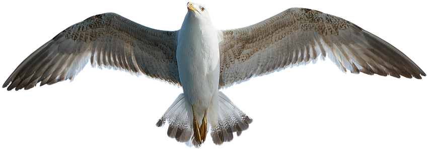 Soaring Seagull Transparent Background PNG
