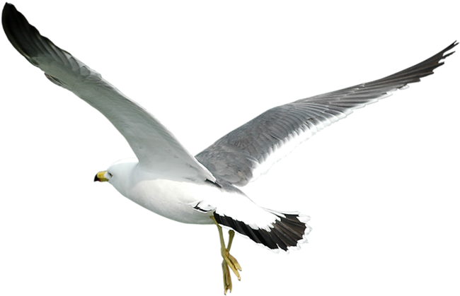 Soaring Seagull Transparent Background PNG