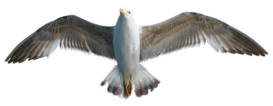 Soaring Seagull Transparent Background PNG