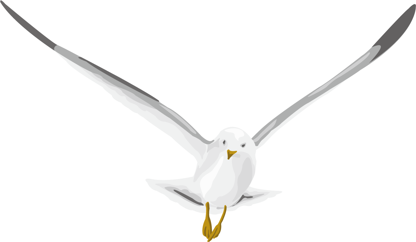Soaring Seagull Vector Illustration PNG