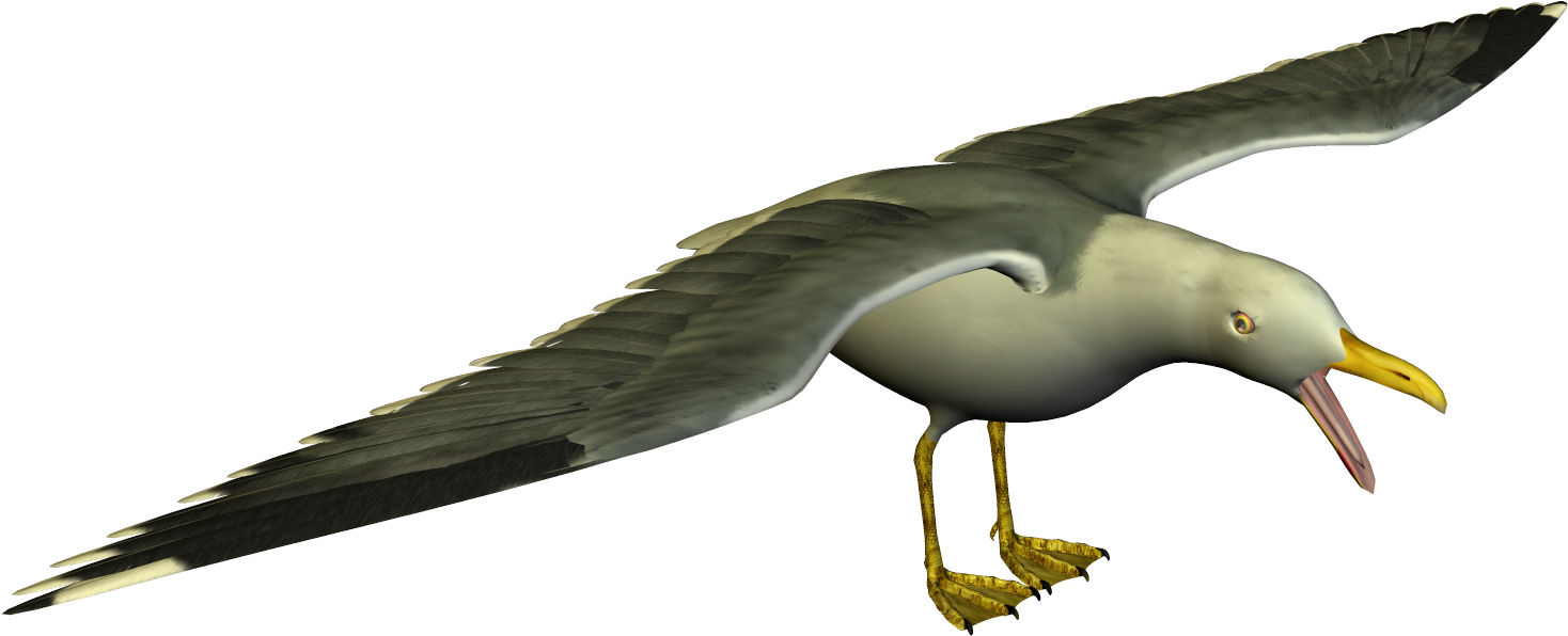 Soaring Seagull3 D Model PNG