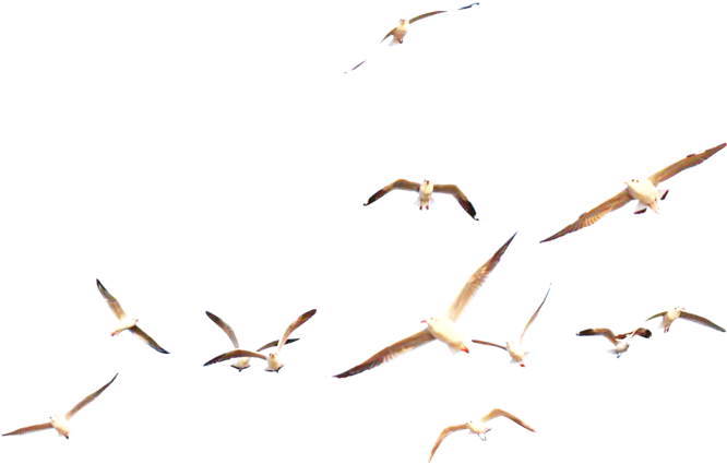 Soaring Seagulls Aerial View PNG
