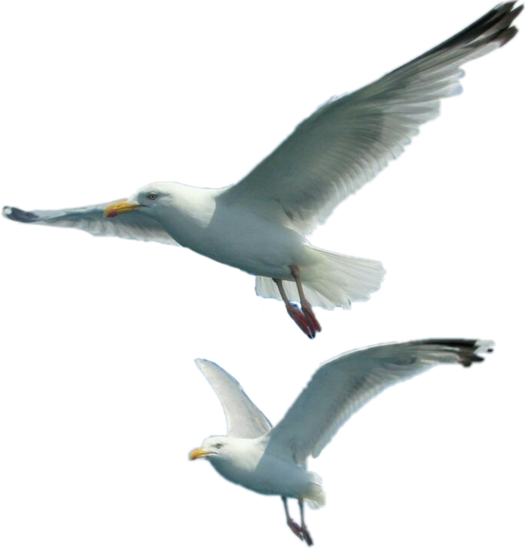 Soaring Seagullsin Flight PNG