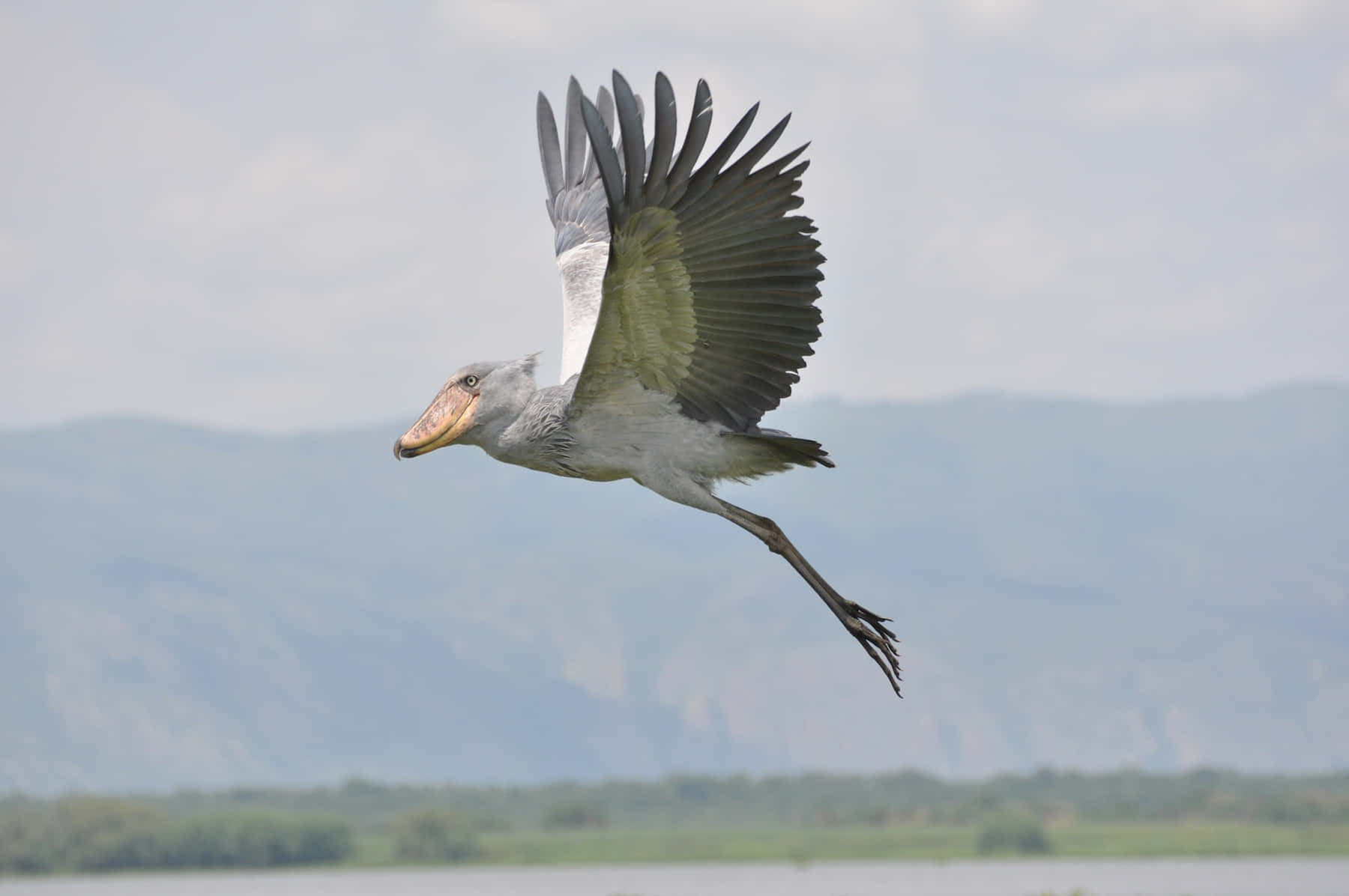 Soaring Stork In Flight Wallpaper