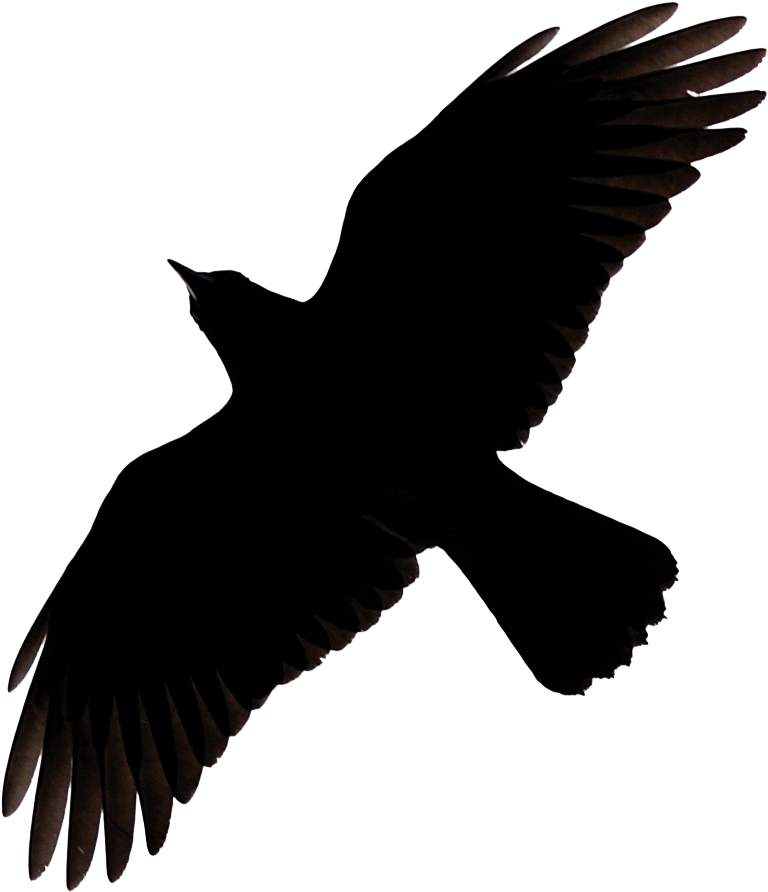 Soaring_ Bird_ Silhouette PNG