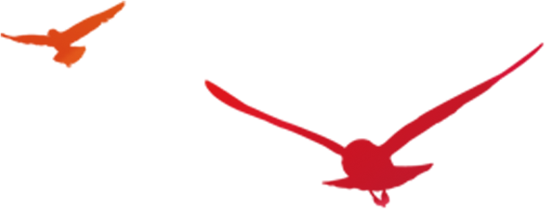 Soaring_ Birds_ Silhouette PNG