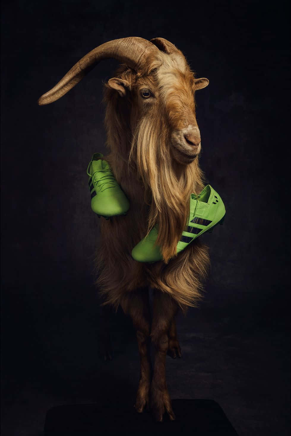 Soccer Goatwith Cleats Wallpaper