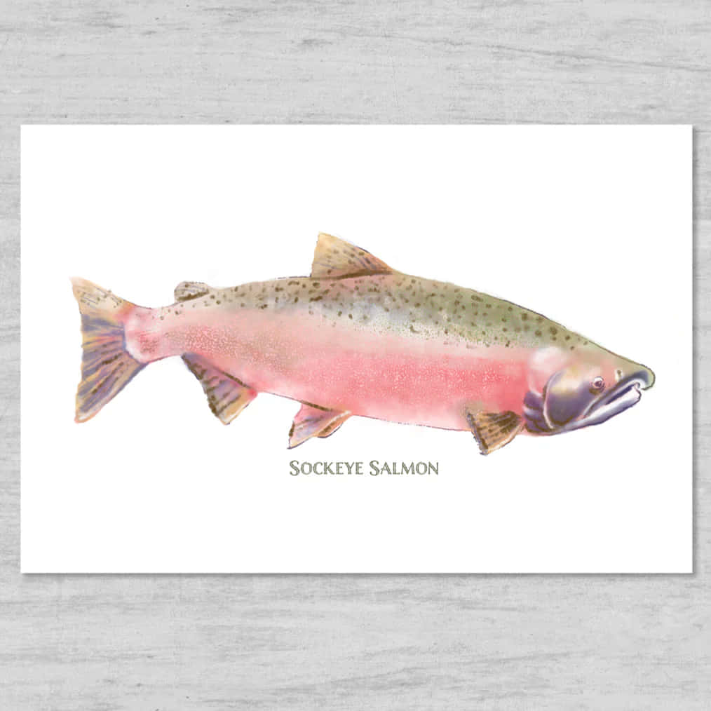 Sockeye Salmon Illustration Wallpaper