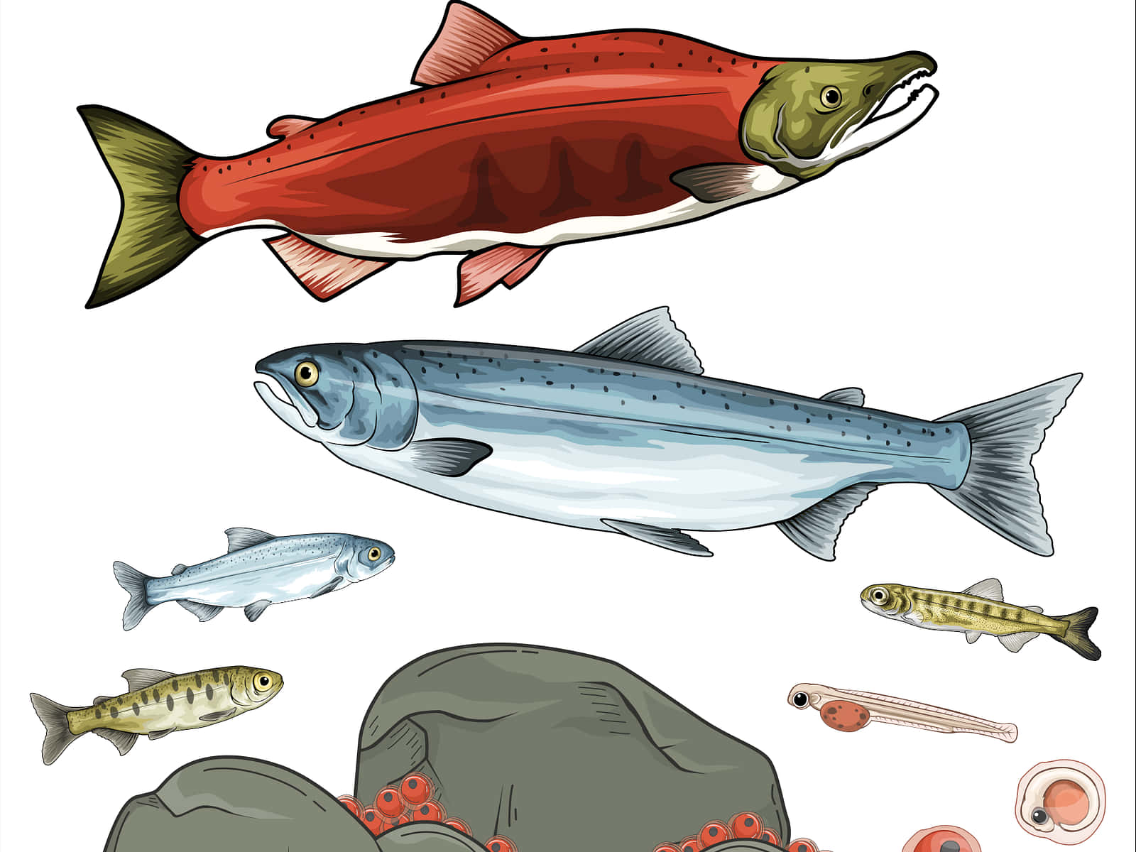 Sockeye Salmon Life Cycle Illustration Wallpaper