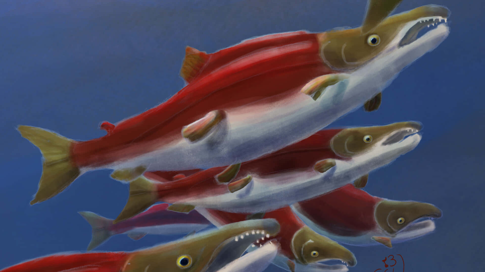 Sockeye Salmon School Painting Wallpaper
