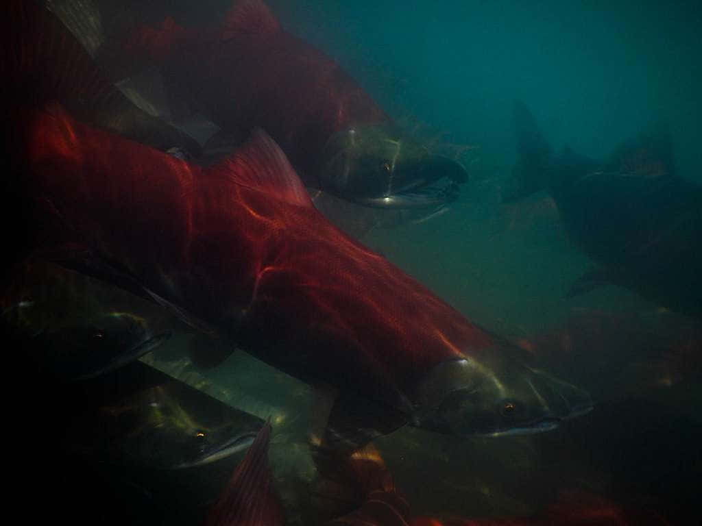 Sockeye Salmon School Underwater Wallpaper