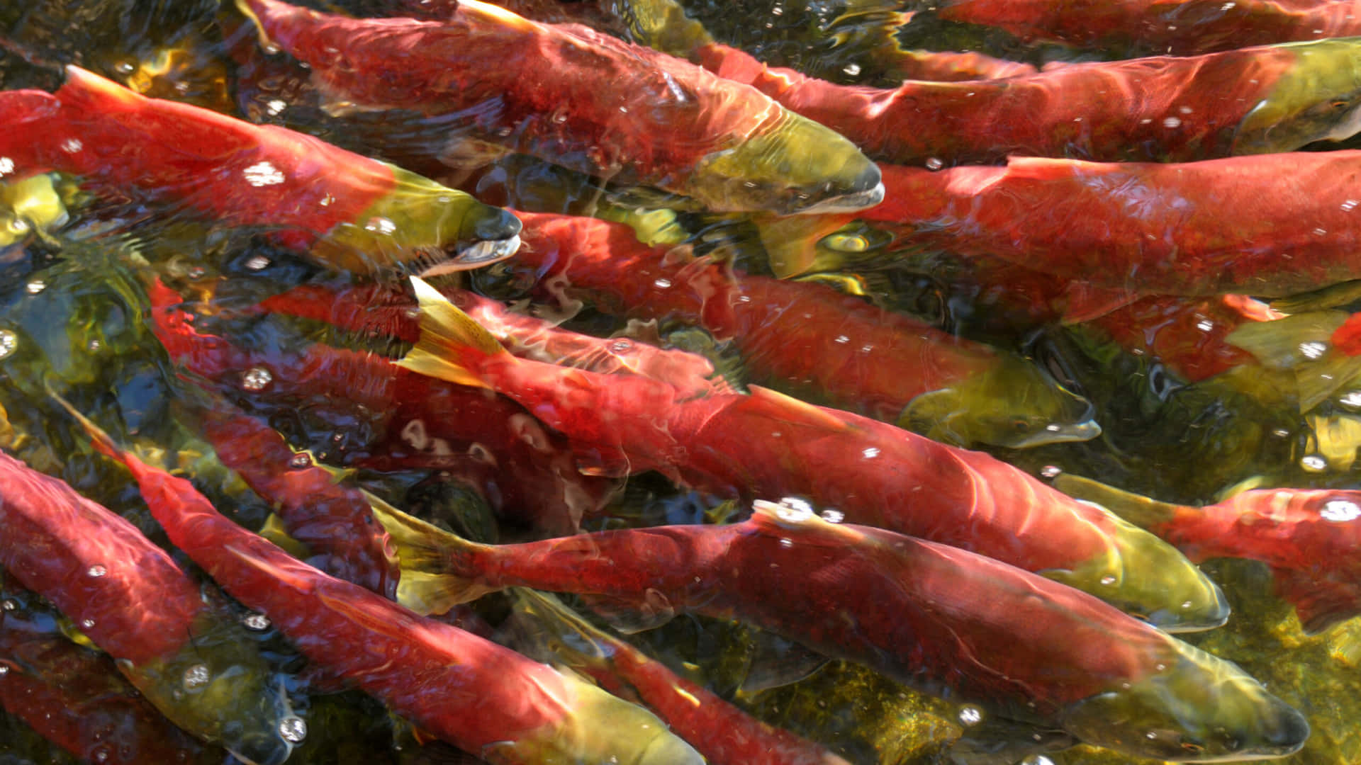 Sockeye Salmon Spawning Wallpaper