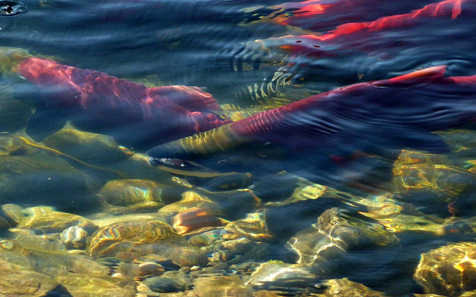 Sockeye Salmon Spawning Stream Wallpaper
