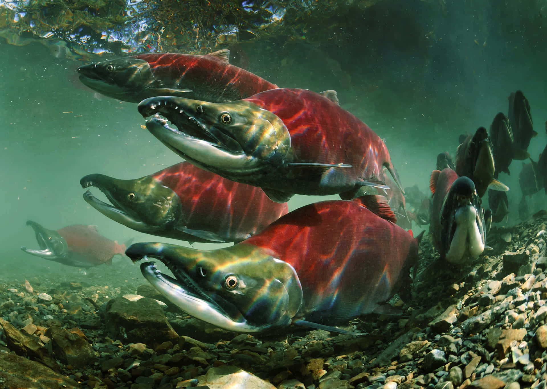 Sockeye Salmon Spawning Underwater Wallpaper