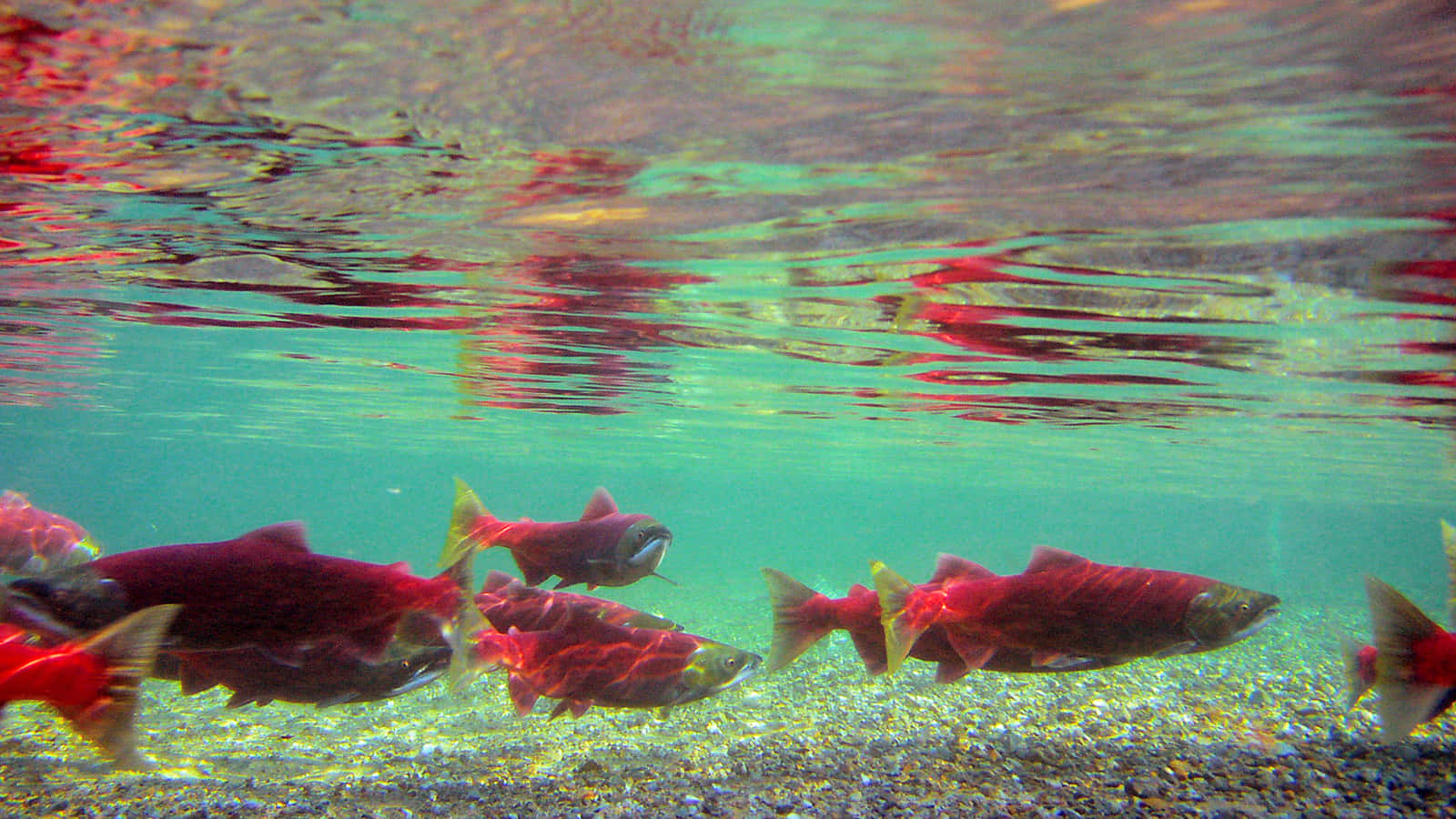 Sockeye_ Salmon_ Swimming_ Underwater.jpg Wallpaper