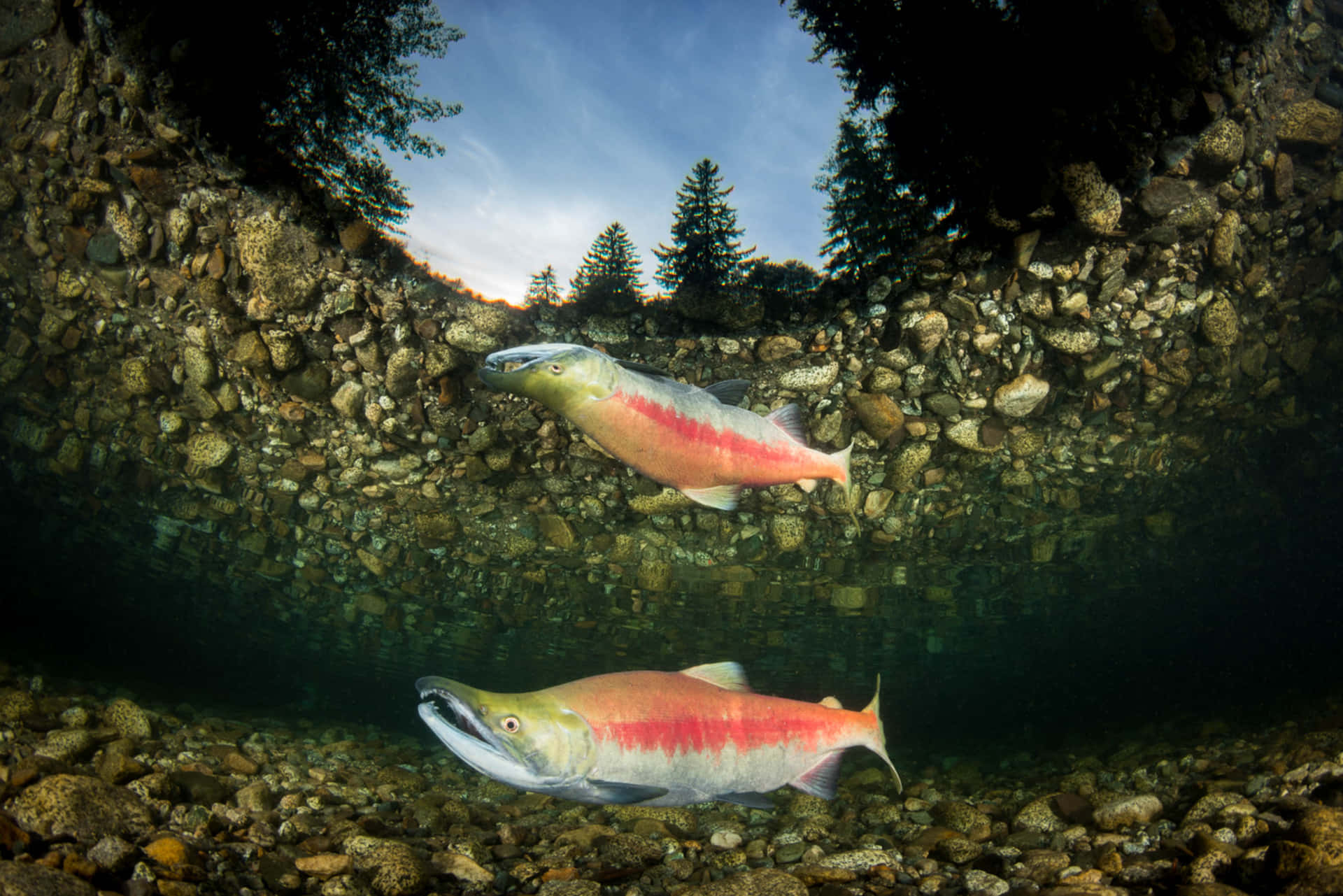 Sockeye Salmon Underwater Scene Wallpaper