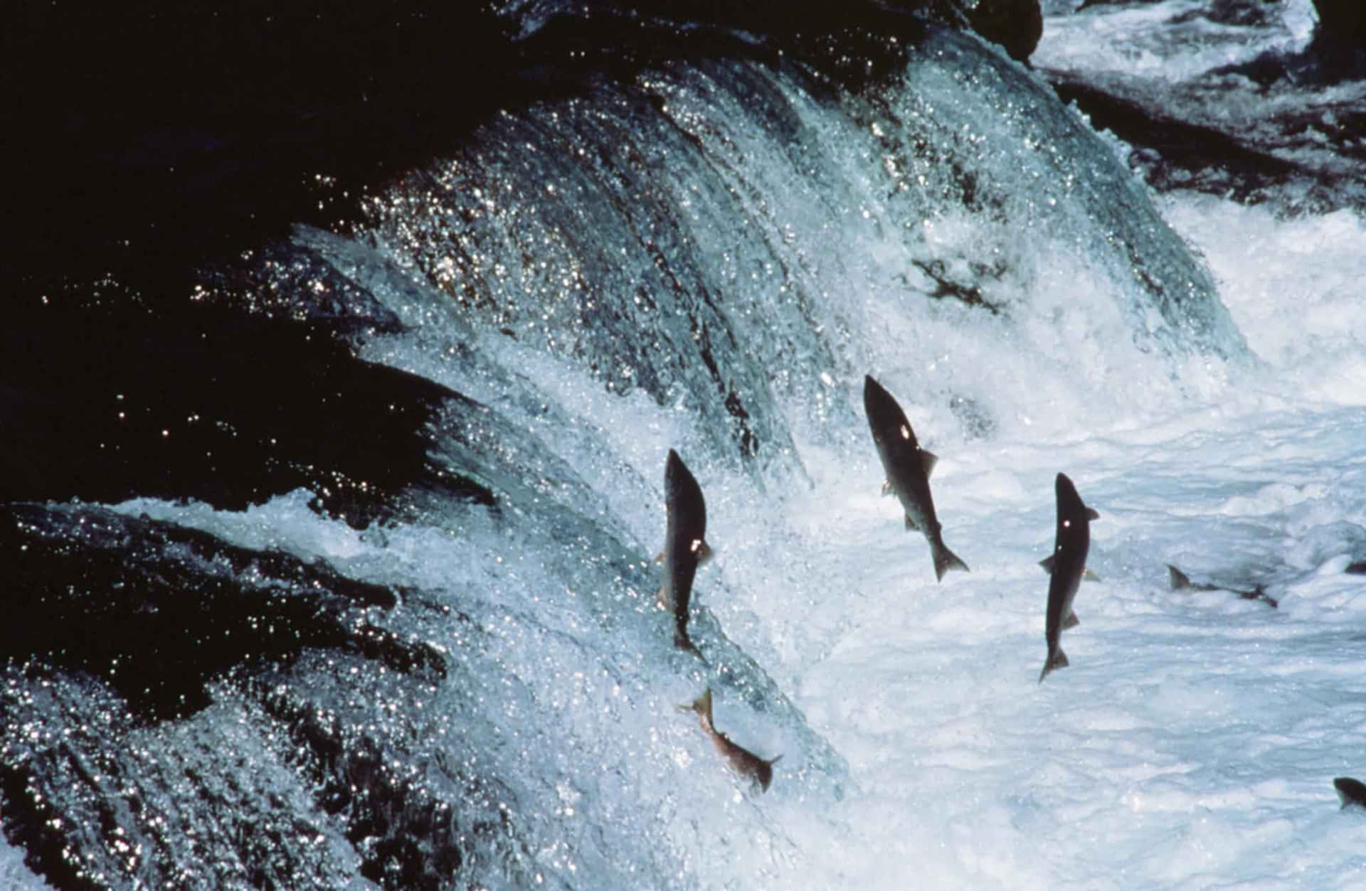 Sockeye Salmon Upstream Journey Wallpaper