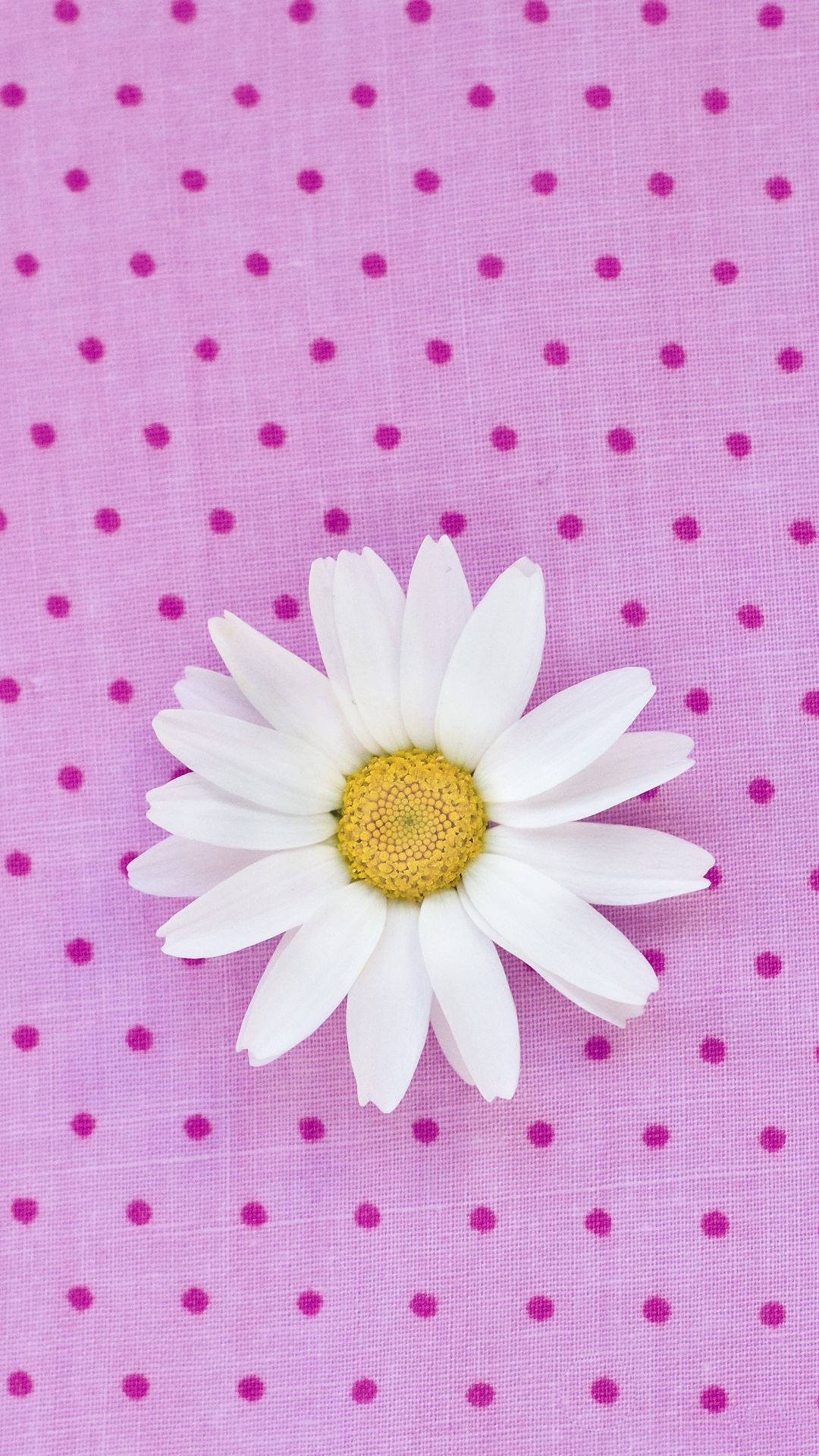Sød Hvid Daisy Iphone Wallpaper