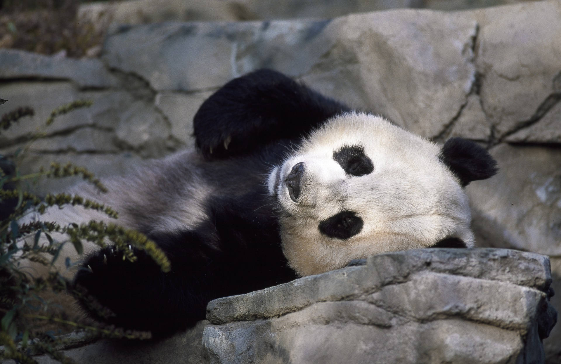 Sød Panda Liggende På En Klippe Wallpaper