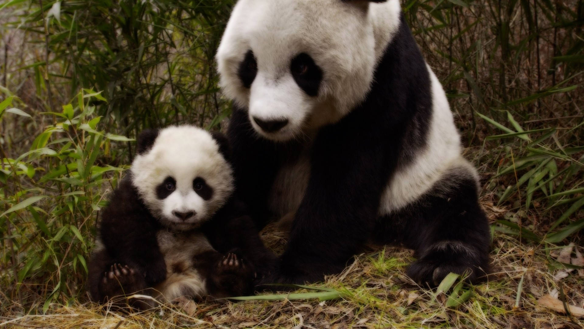 Sød Panda Mor Og Cub Wallpaper
