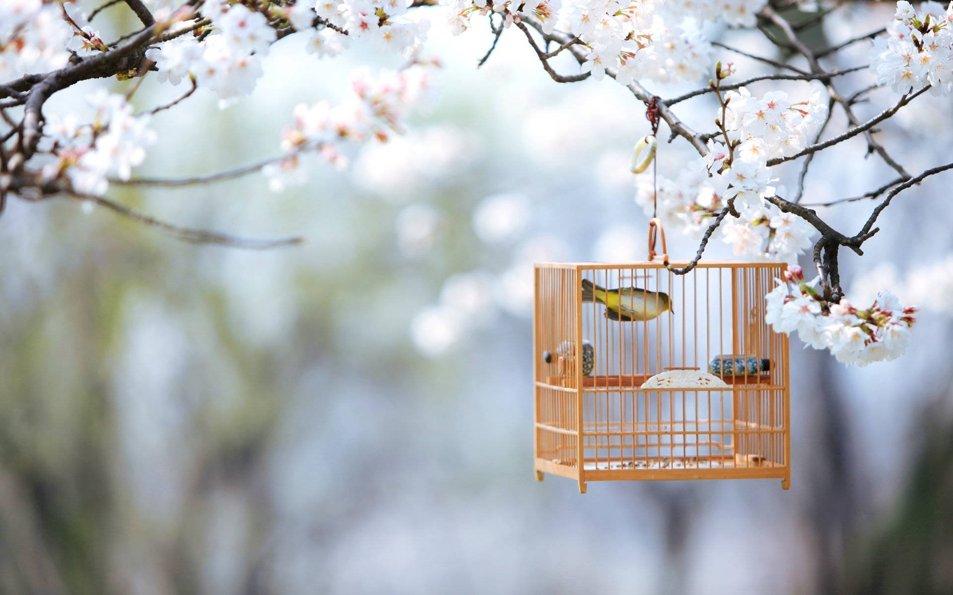 Sød Spring Bird Cage Wallpaper