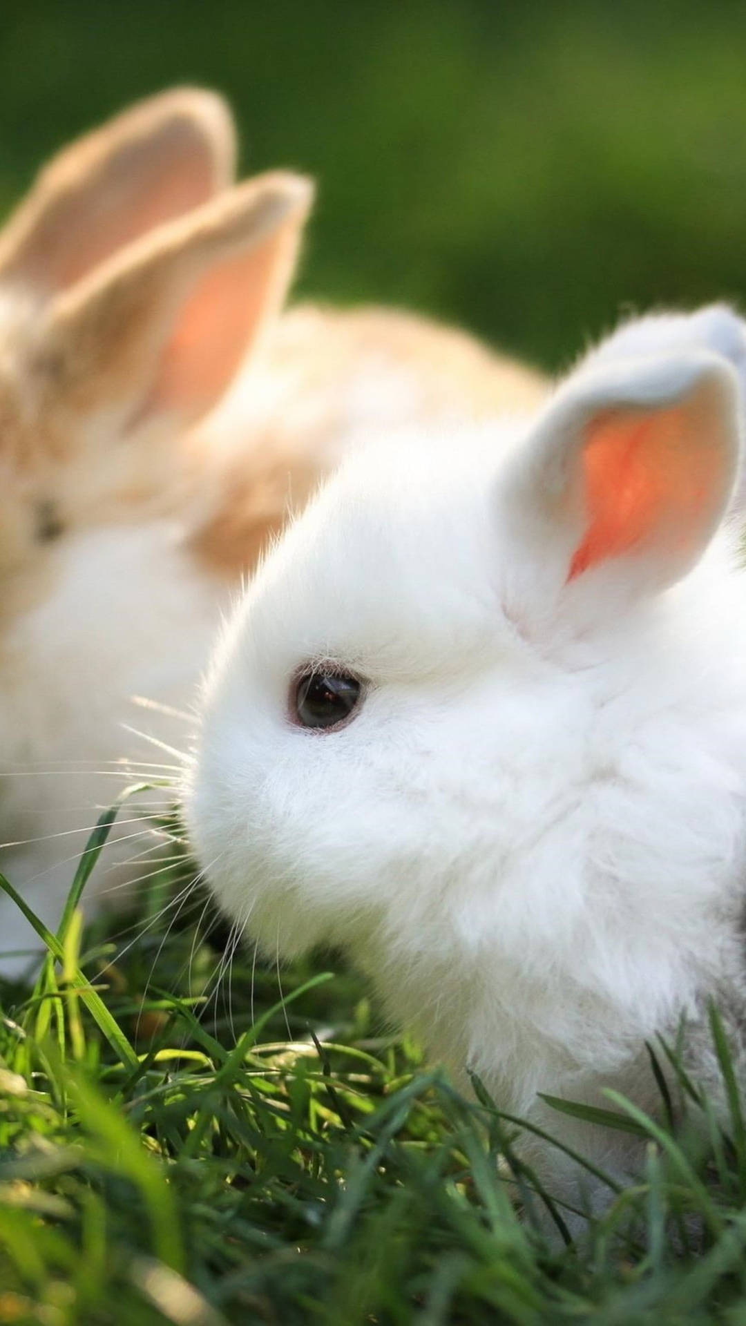 Søde Bunny Dyr På Græsset Wallpaper