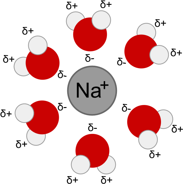Sodium Ionand Water Molecules PNG