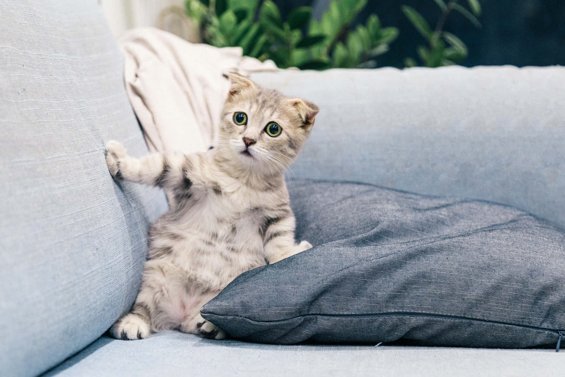 Sofa Cute Cat PFP Wallpaper