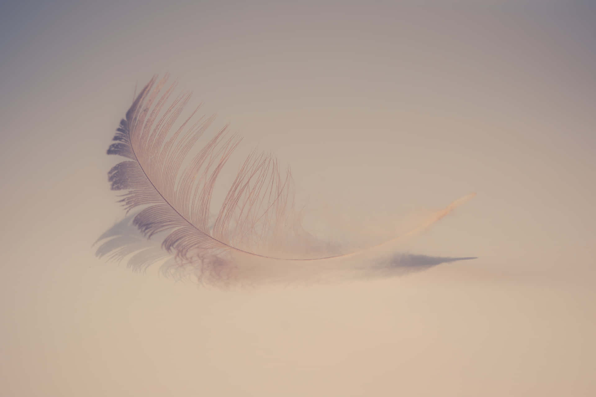 A Feather Is Sitting On A White Surface