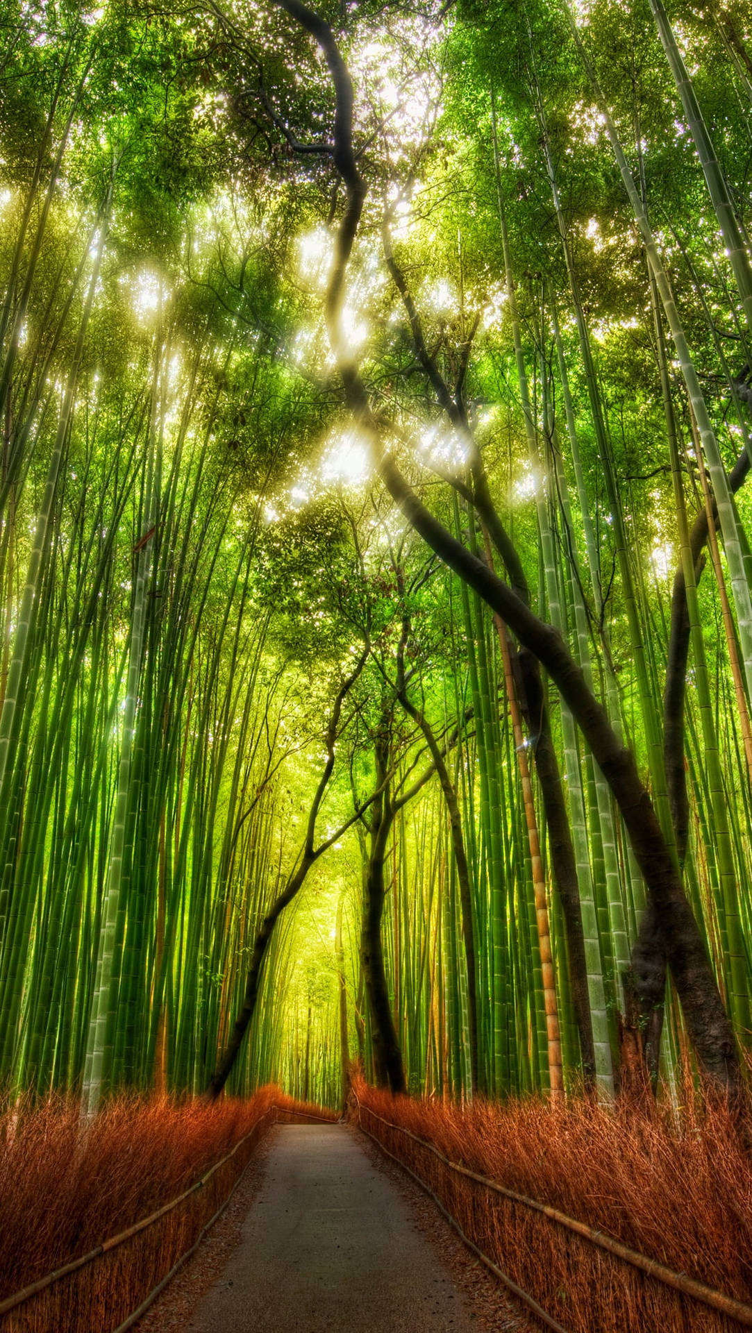 Sfondoiphone Soft Nella Foresta Di Bambù Sfondo