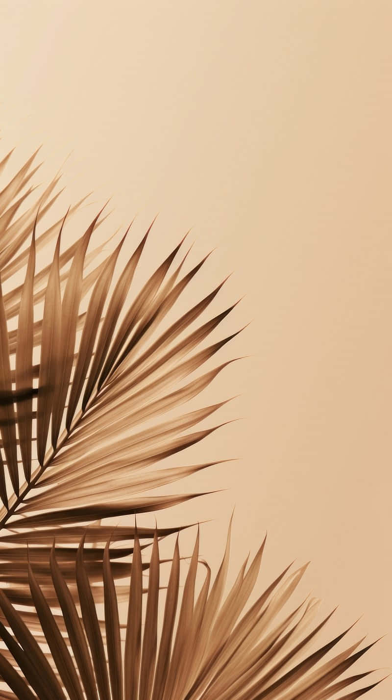 Soft Beige Palm Shadow Aesthetic Wallpaper