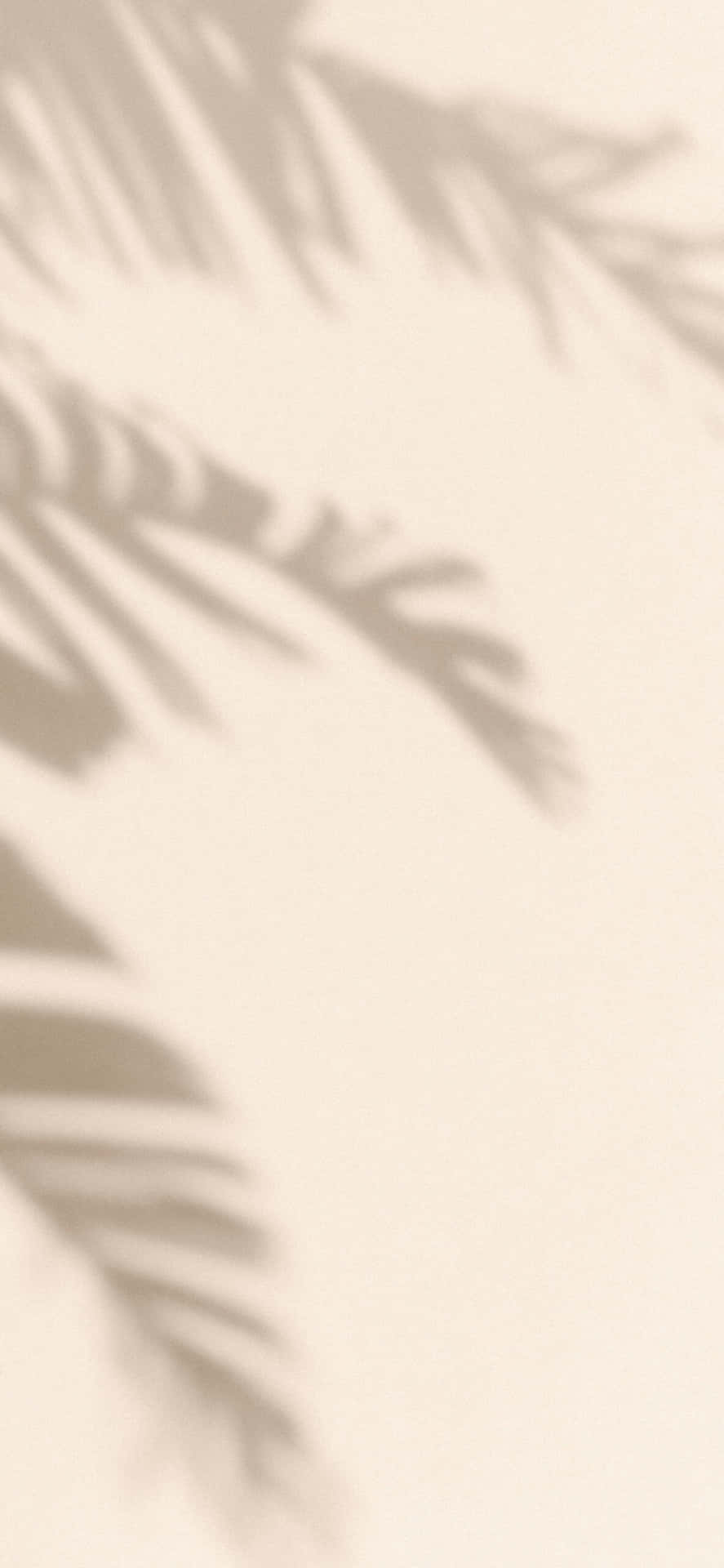 Soft Beige Palm Shadow Aesthetic.jpg Wallpaper