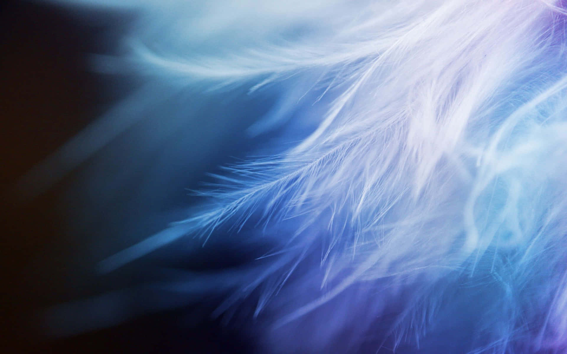 Soft Blue Feather Closeup Wallpaper