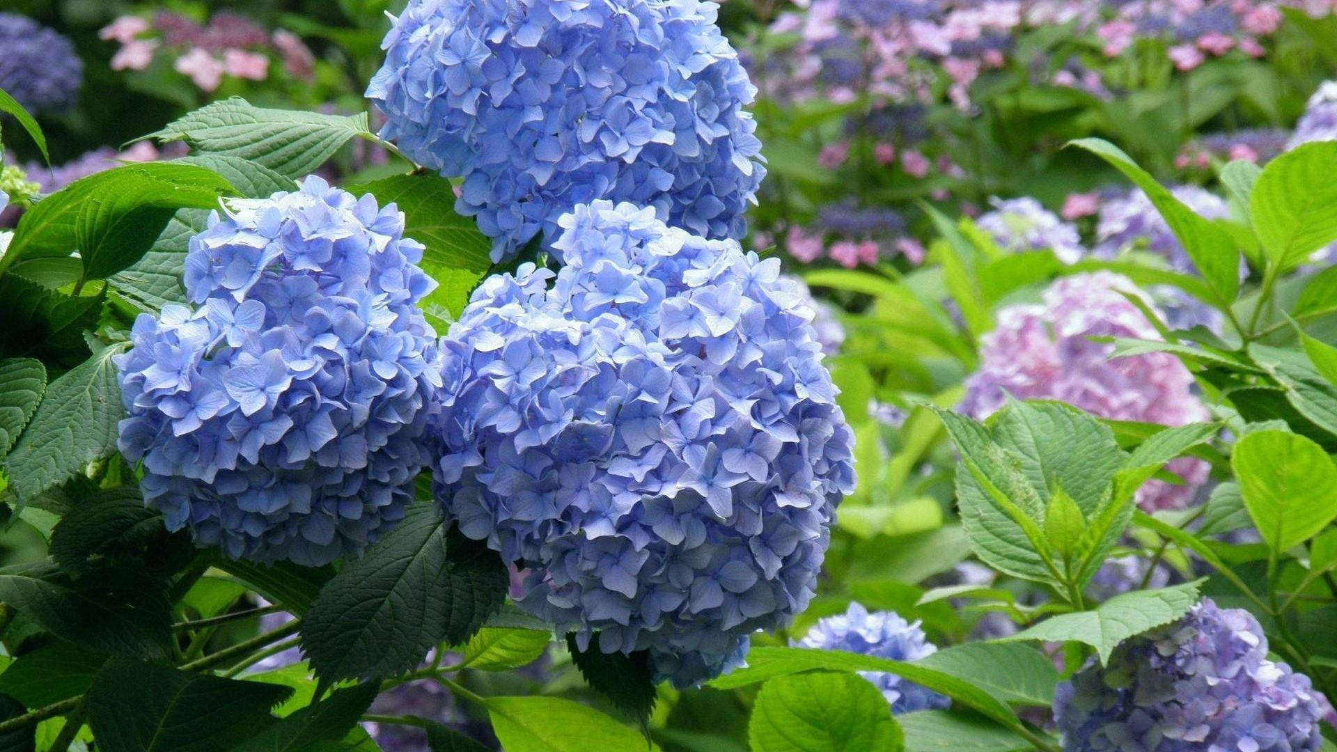 Floresde Hortensias Azules Suaves. Fondo de pantalla