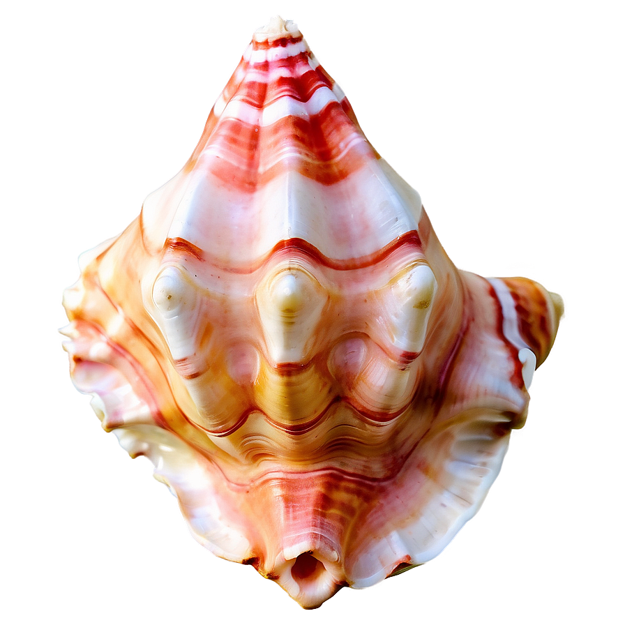 Soft Colored Conch Shell Png 06132024 PNG