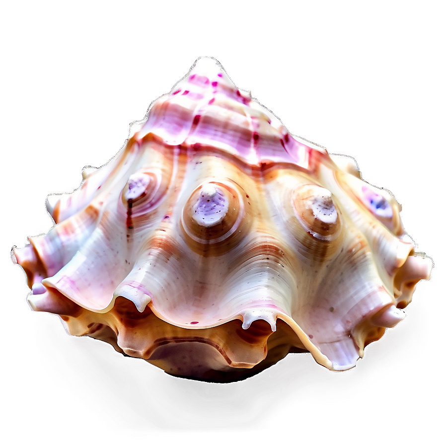Soft Colored Conch Shell Png 67 PNG