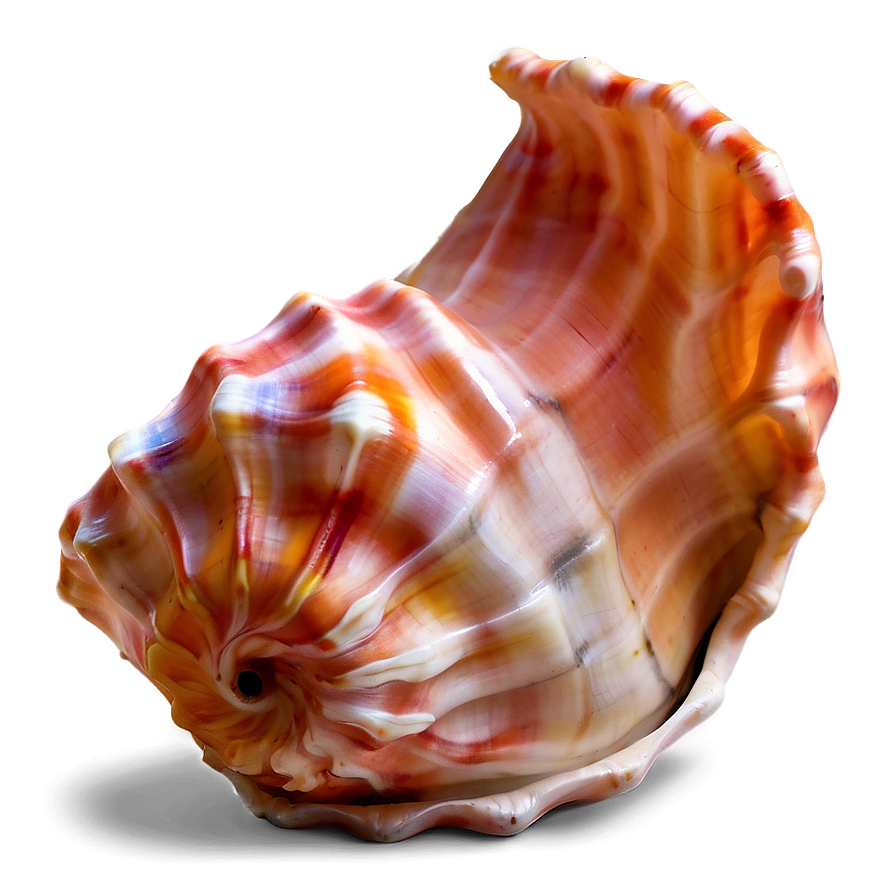 Soft Colored Conch Shell Png 97 PNG
