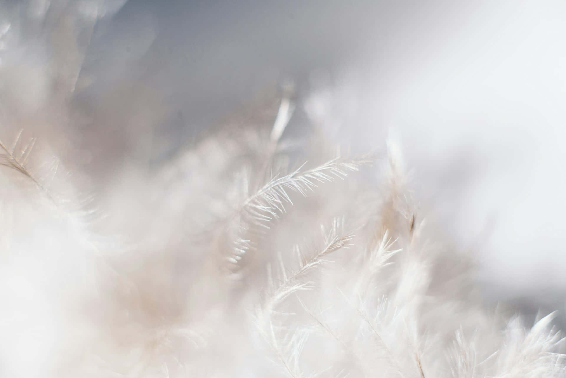 Soft Feather Texture White Aesthetic Wallpaper