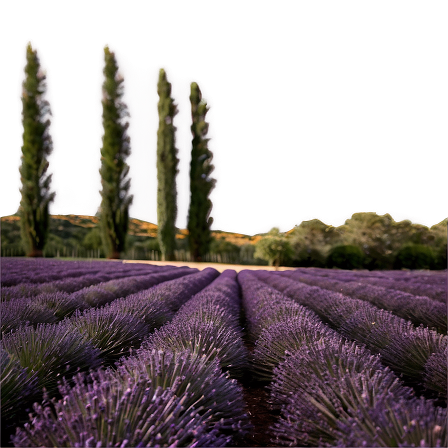 Soft Lavender Field Png 06132024 PNG