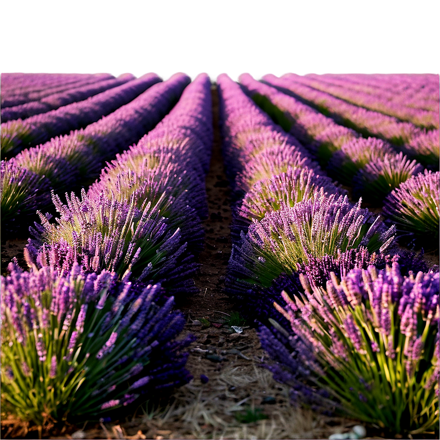 Soft Lavender Field Png 82 PNG