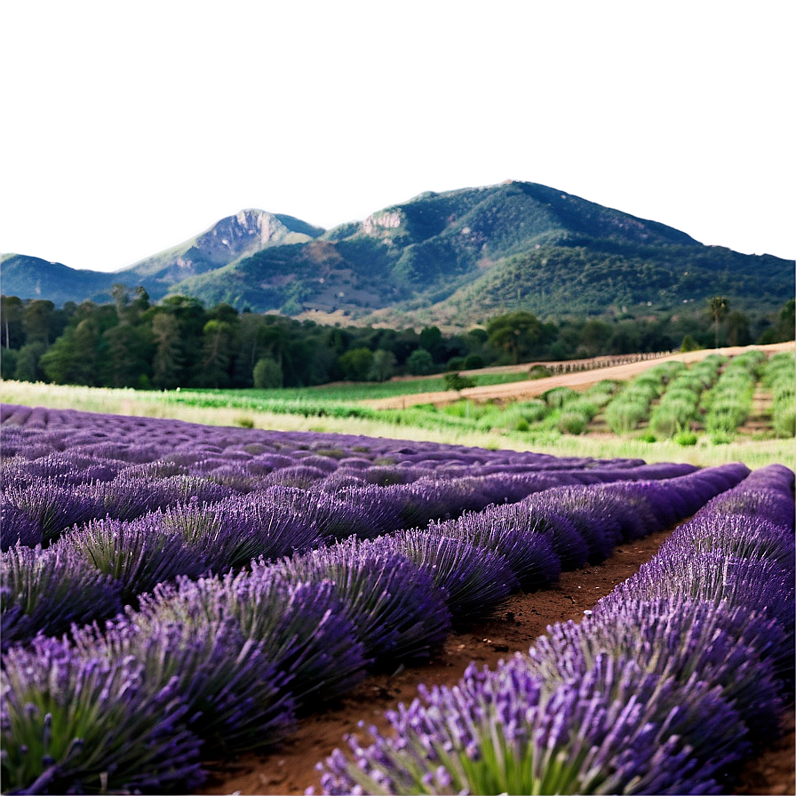 Soft Lavender Field Png Ydi PNG