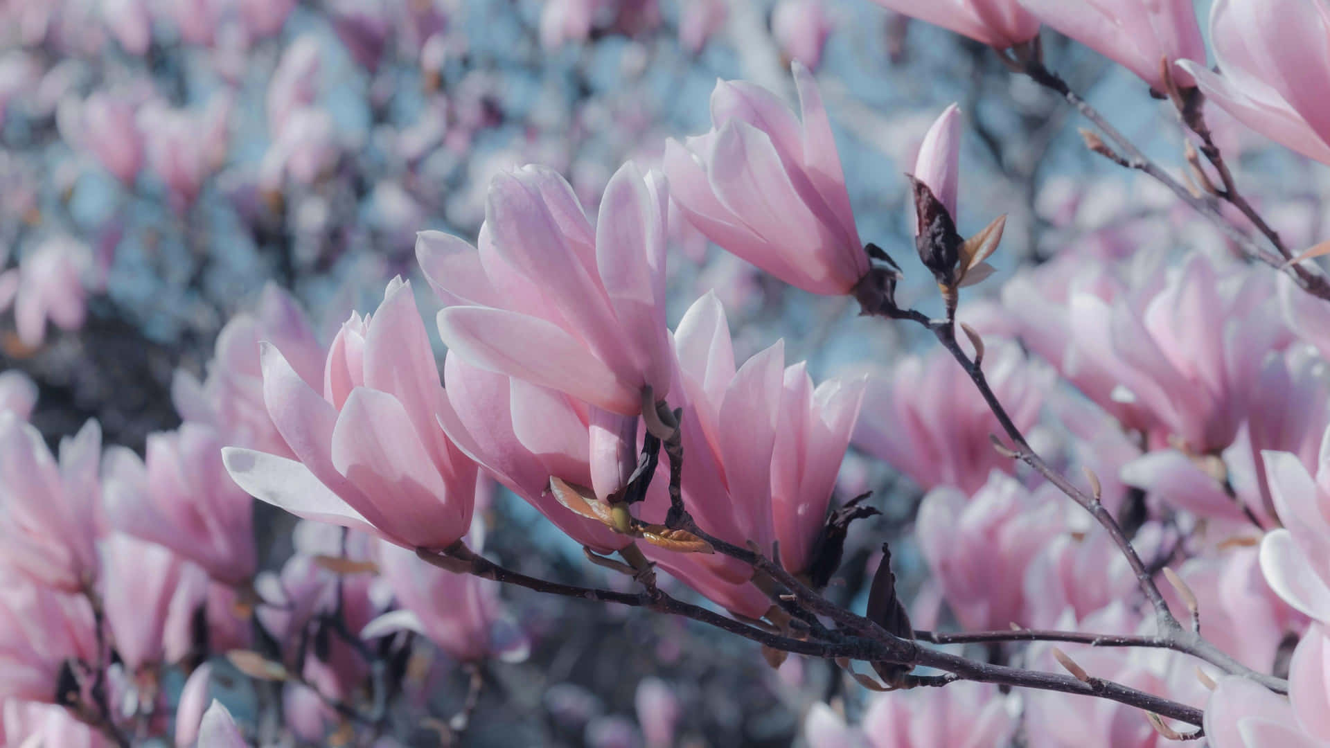 Soft Look Magnolia Flower Field Wallpaper