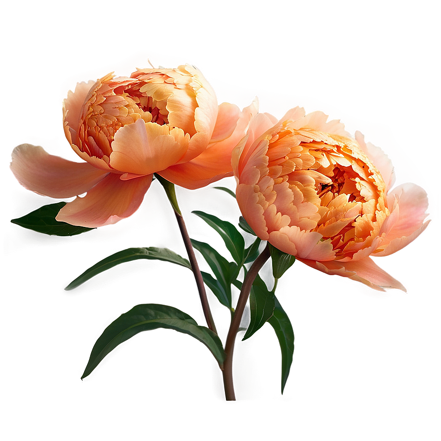 Soft Orange Peony Png Tnb PNG