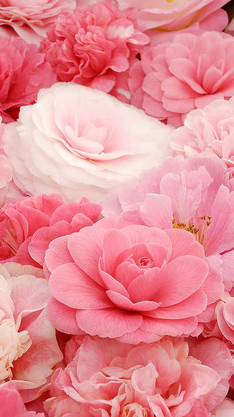 Einstrauß Rosa Blumen Liegt Auf Einem Tisch. Wallpaper