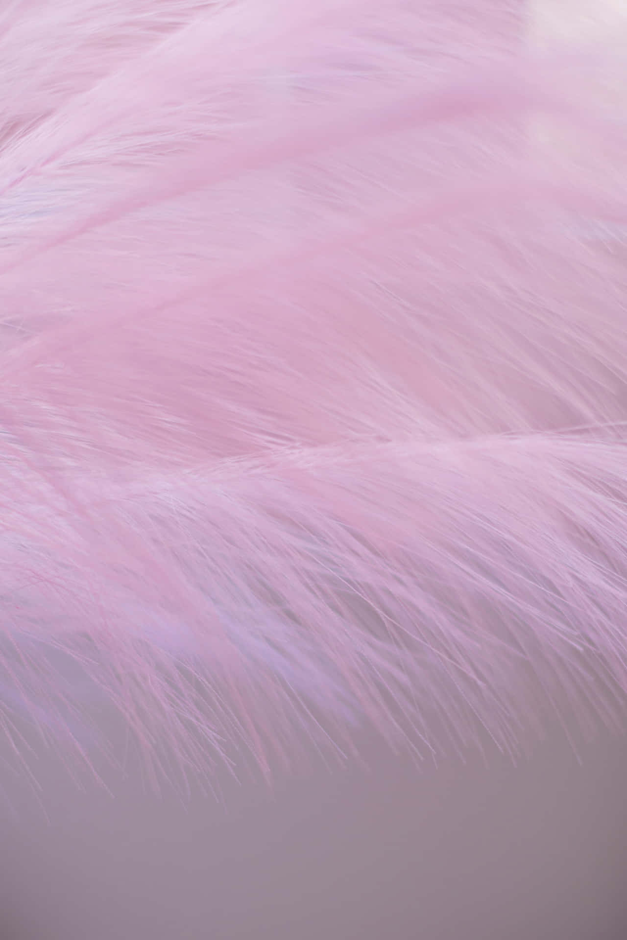 Create a dreamy, soft atmosphere with this Soft Pink background