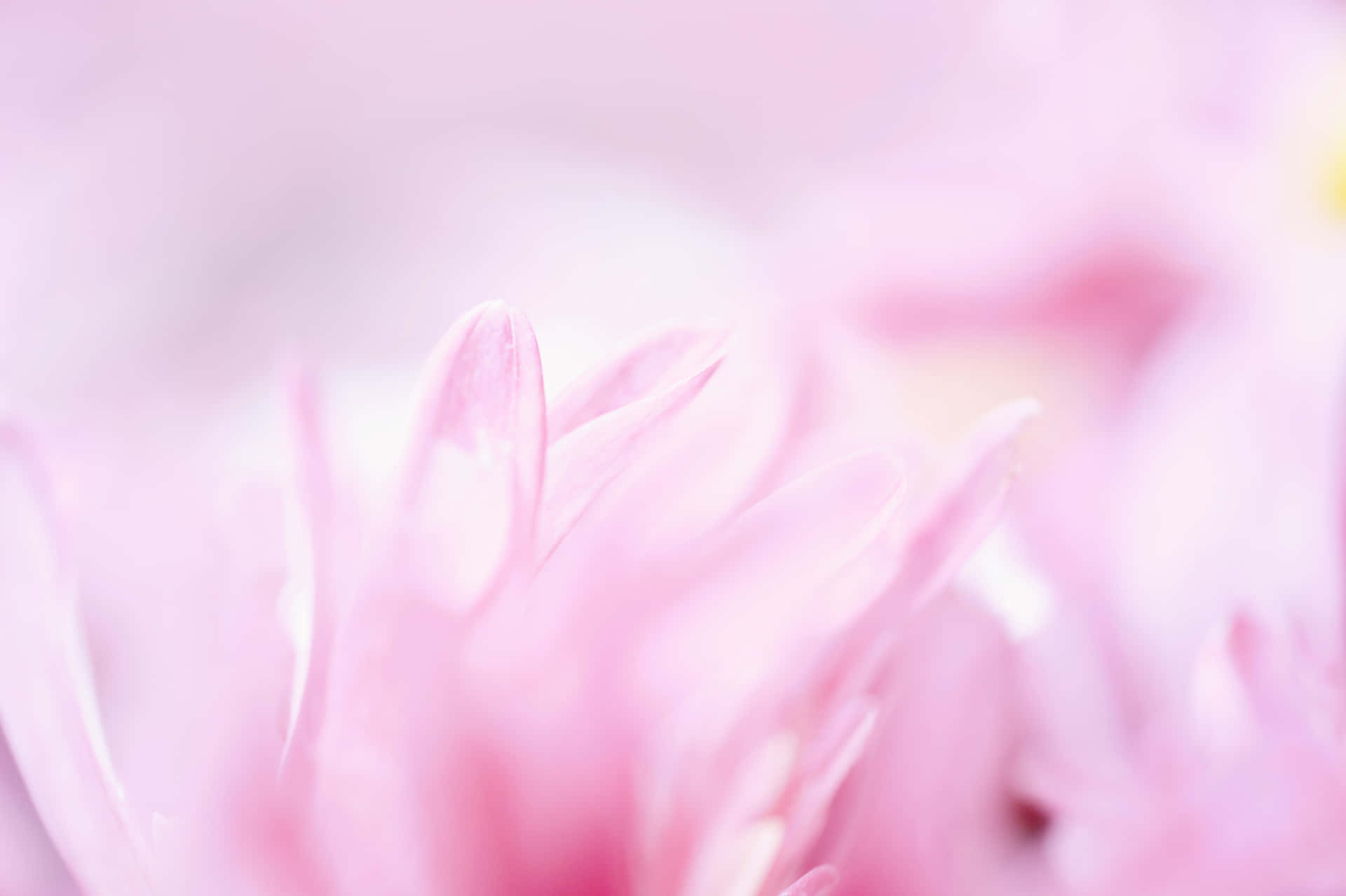 Soft pink blurred modern background
