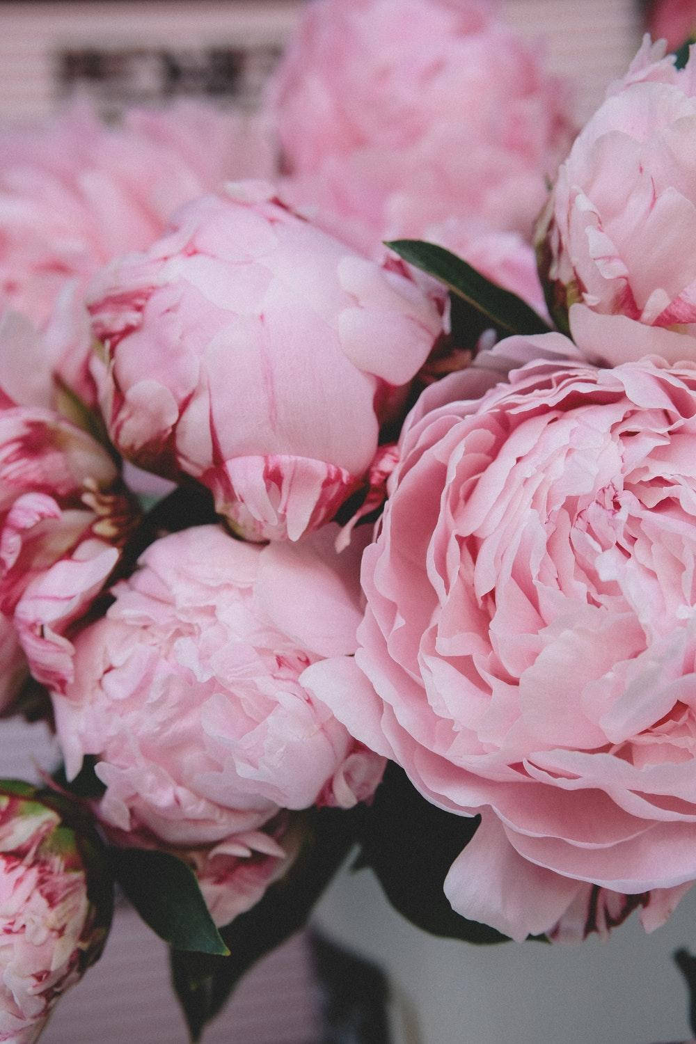 Floresde Peonías Rosa Suave En Plena Floración Fondo de pantalla