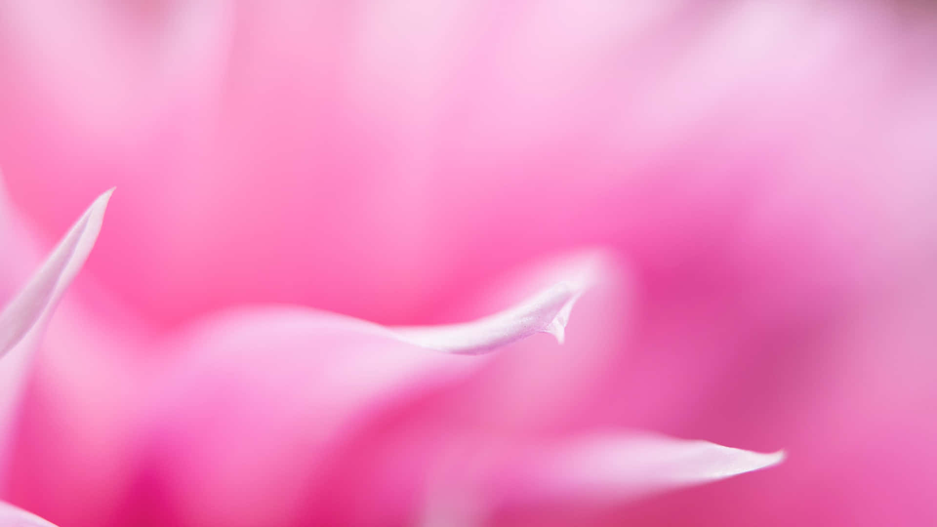 Soft Pink Floral Blur Background Wallpaper